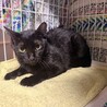 お目目パッチリ✨慣れるとデレる黒猫ぴーちゃん サムネイル4