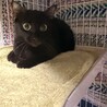 お目目パッチリ✨慣れるとデレる黒猫ぴーちゃん サムネイル5