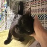 お目目パッチリ✨慣れるとデレる黒猫ぴーちゃん サムネイル6