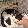 甘えん坊ハチワレ✨慣れるとデレるモコちゃん サムネイル2