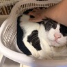 甘えん坊ハチワレ✨慣れるとデレるモコちゃん サムネイル4