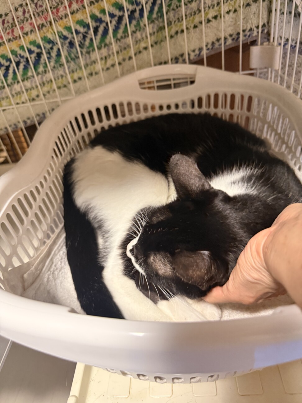 甘えん坊ハチワレ✨慣れるとデレるモコちゃん サムネイル6