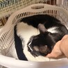 甘えん坊ハチワレ✨慣れるとデレるモコちゃん サムネイル6