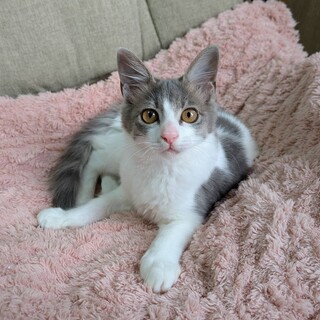 生後5ヶ月のチェルシーちゃん