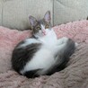生後5ヶ月のチェルシーちゃん サムネイル5