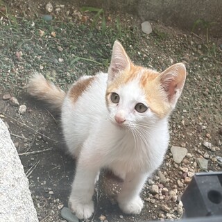 可愛い親子（茶白、三毛猫）