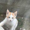 みさき猫の母 さん