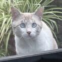 ブルーの瞳が綺麗な白しま猫