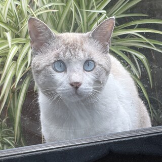 ブルーの瞳が綺麗な白しま猫