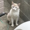 ブルーの瞳が綺麗な白しま猫 サムネイル2