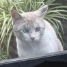 ブルーの瞳が綺麗な白しま猫 サムネイル3