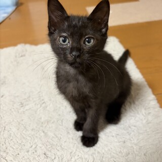 里親募集　黒猫