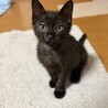 里親募集　黒猫
