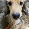 ダックス姉妹 サムネイル2