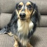 ダックス姉妹 サムネイル3