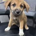 ロットワイラーMIXの子犬やんちゃなラルくん