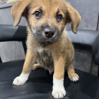 ロットワイラーMIXの子犬やんちゃなラルくん