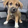 ロットワイラーMIXの子犬やんちゃなラルくん
