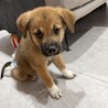 ロットワイラーMIXの子犬やんちゃなラルくん サムネイル2