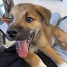 ロットワイラーMIXの子犬やんちゃなラルくん