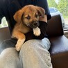 ロットワイラーMIXの子犬やんちゃなラルくん サムネイル4
