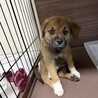 ロットワイラーMIXの子犬やんちゃなラルくん