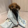 ロットワイラーMIXの子犬やんちゃなラルくん サムネイル6