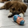 ロットワイラーMIXの子犬やんちゃなラルくん サムネイル7