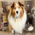 元気で人懐っこいシェルティ♂