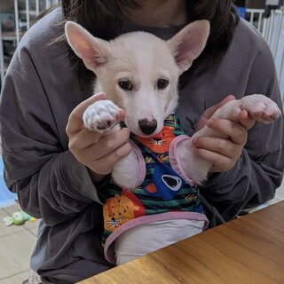 ちょっとシャイな甘えん坊雑種の仔犬もとよちゃん