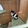 3ヶ月の子猫の里親様募集！ サムネイル2