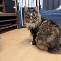【レオ】ノルウェージャンフォレストキャット
