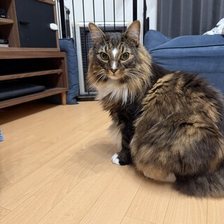 【レオ】ノルウェージャンフォレストキャット