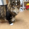 【レオ】ノルウェージャンフォレストキャット サムネイル2