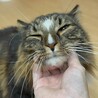 【レオ】ノルウェージャンフォレストキャット サムネイル3