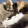 【レオ】ノルウェージャンフォレストキャット サムネイル4