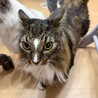 【レオ】ノルウェージャンフォレストキャット サムネイル5
