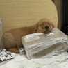 昼寝