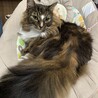【レオ】ノルウェージャンフォレストキャット サムネイル7