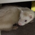 バタースコッチのフェレット