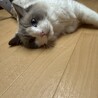 【モコ】ラグドール サムネイル2