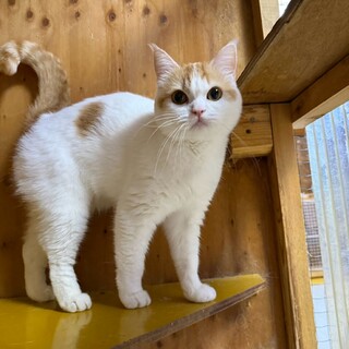 ツンデレ猫おあげちゃん