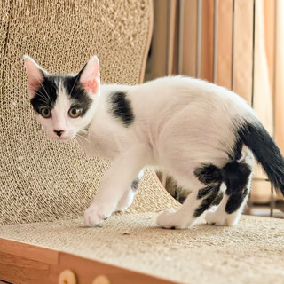 なでてもらうのが大好き⭐️にみる