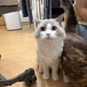 【モコ】ラグドール サムネイル5