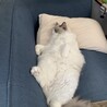 【モコ】ラグドール サムネイル7