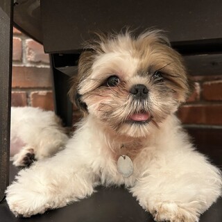 シーズー子犬ちゃん❤︎天真爛漫な可愛い男の子