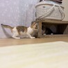 小柄だけど元気は人一倍！クリクリお目目の三毛女の子 サムネイル2