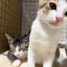 小柄だけど元気は人一倍！クリクリお目目の三毛女の子 サムネイル3