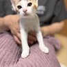小柄だけど元気は人一倍！クリクリお目目の三毛女の子 サムネイル4