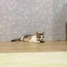 小柄だけど元気は人一倍！クリクリお目目の三毛女の子 サムネイル5